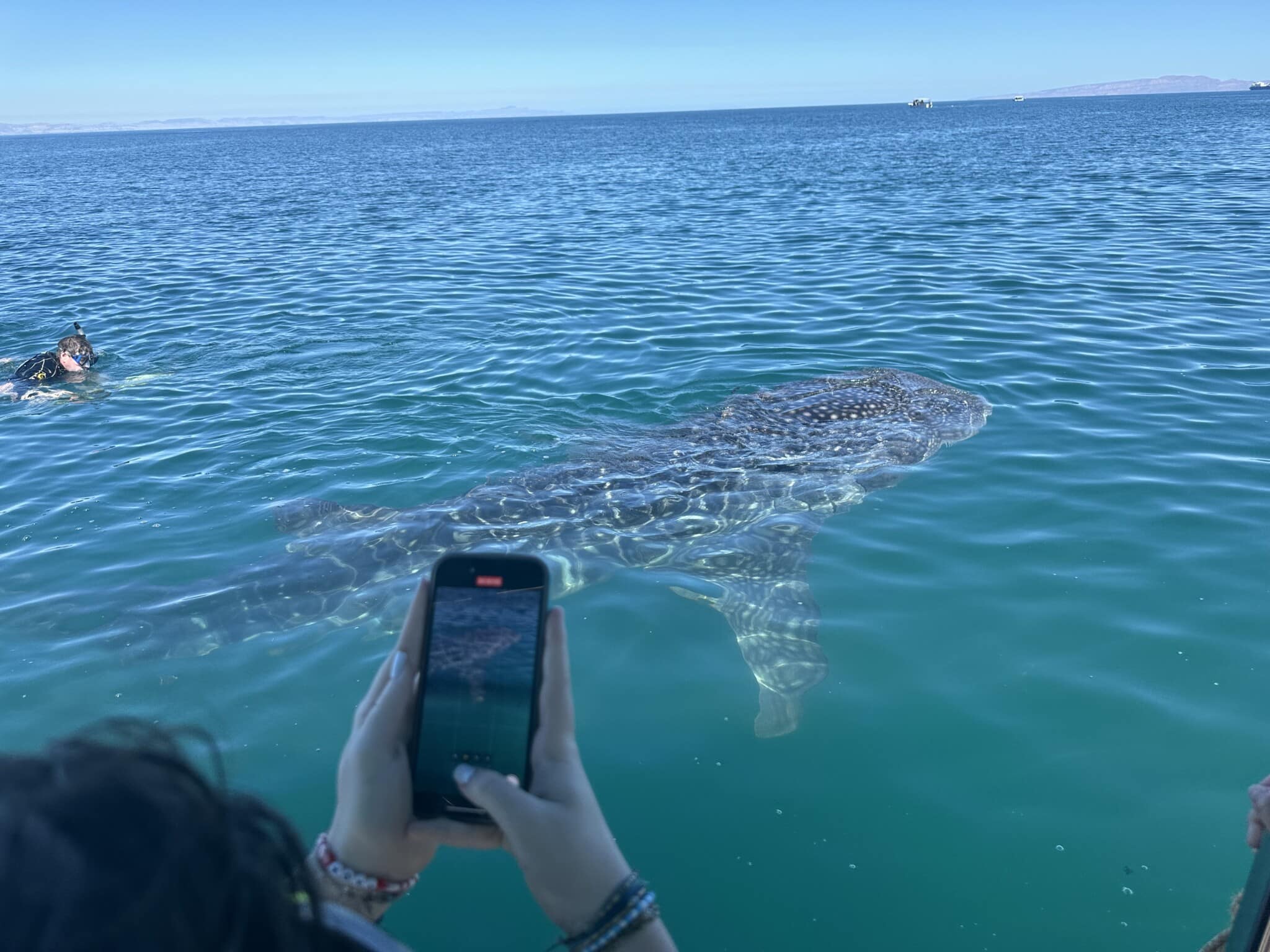 Whale shark swimming at the surface during an ocean outing